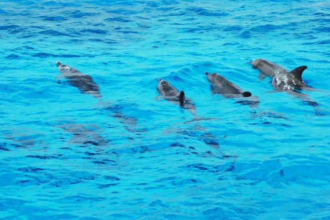 Dolphin House - Spotting Wild Dolphins