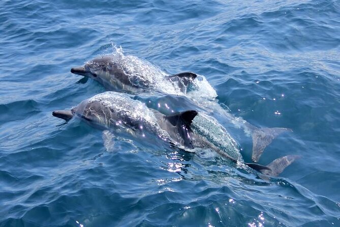 Dolphin House: Full-Day Trip by Boat in Hurghada - About Your Stay