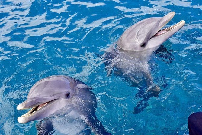 Dolphin House Royal VIP Sea Trip Water Sports Transfer HURGHADA - Inclusions and Amenities Provided