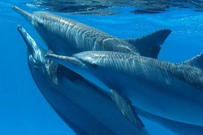 Dolphin House Royal VIP Snorkeling Sea Trip, Lunch, Water Sports - Hurghada - Included Activities