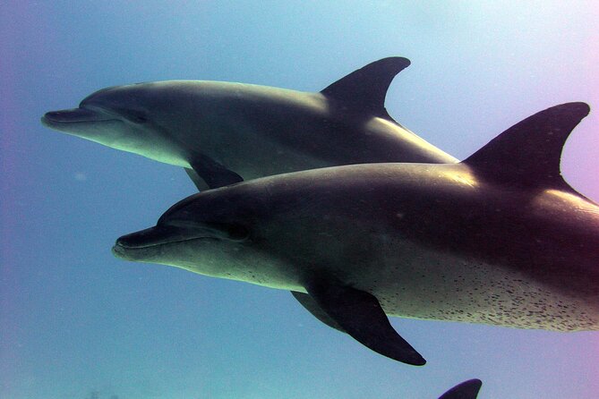 Dolphin House Royal VIP Snorkeling Sea Trip, Lunch, Water Sports - Hurghada - Pickup and Fees
