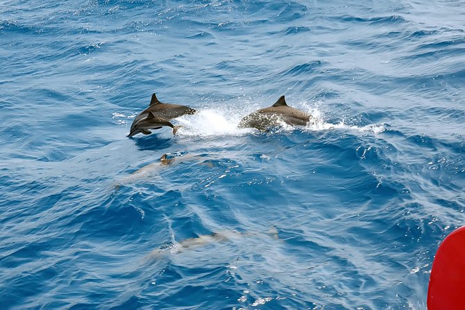Dolphin House Royal VIP Snorkeling Sea Trip, Lunch, Water Sports - Hurghada - Cancellation Policy