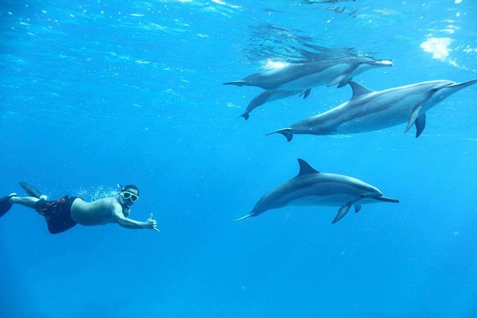 Dolphin House Royal VIP Snorkeling Sea Trip, Lunch, Water Sports - Hurghada - What to Expect