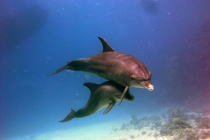 Dolphin House Royal VIP Snorkeling Sea Trip, Lunch, Water Sports - Hurghada - FAQs