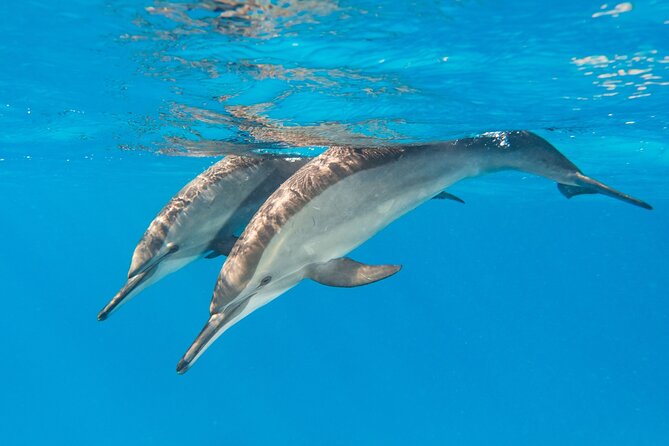 Dolphin House Samadai Reef Boat Snorkeling Trip From Marsa Alam - Overview and Inclusions