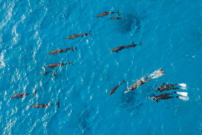 Dolphin House Samadai Reef Boat Snorkeling Trip From Marsa Alam - Cancellation Policy