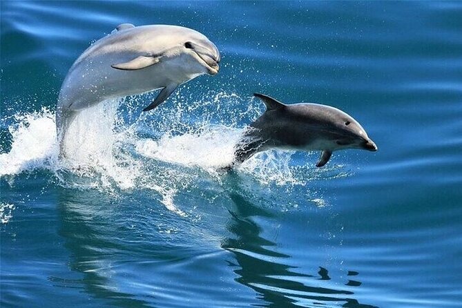 Dolphin House Sea Trip With Water Sports & Transfer - Hurghada - Key Points