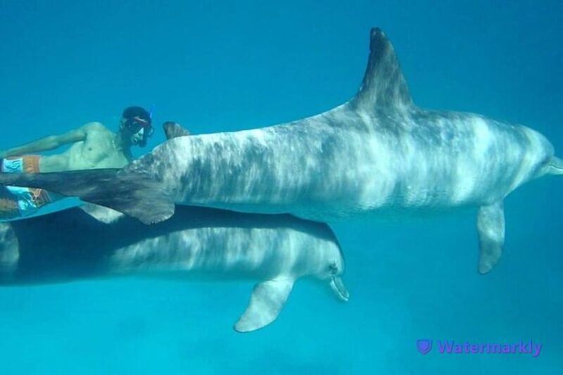 Dolphin House Snorkeling Trip - Key Points
