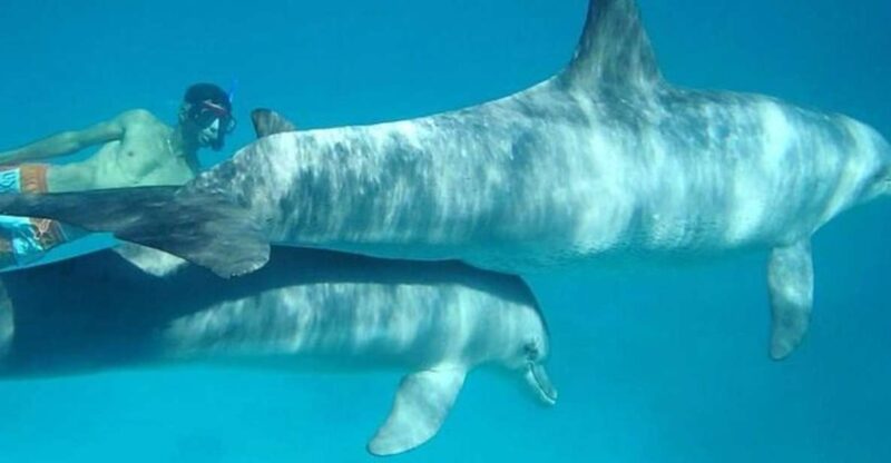 Dolphin House Snorkeling Trip - Experience Highlights