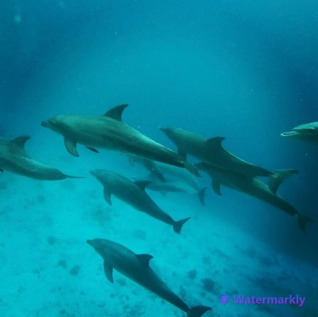 Dolphin House Snorkeling Trip - Booking and Participant Information