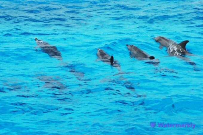 Dolphin House Snorkeling Trip - Frequently Asked Questions
