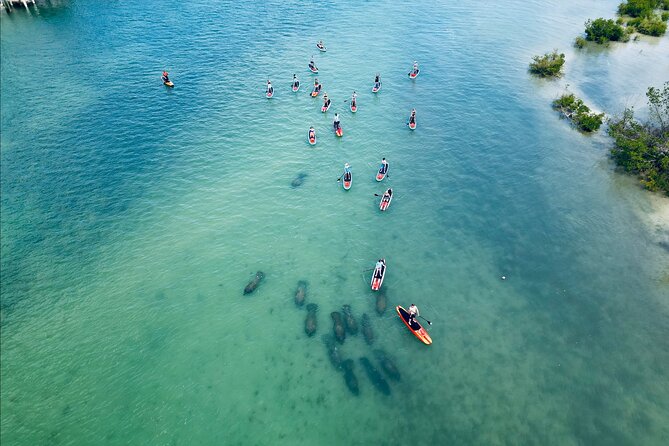 Dolphin, Manatee and Sea Turtle Adventure Tour - Key Points