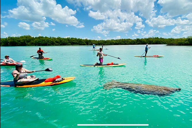 Dolphin, Manatee and Sea Turtle Adventure Tour - Whats Included in the Tour