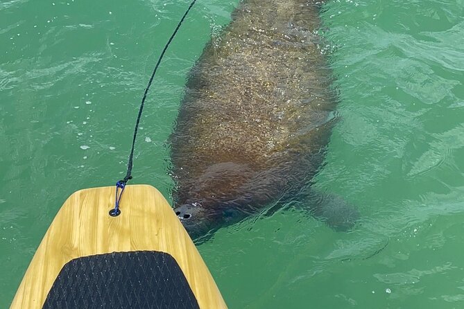 Dolphin, Manatee and Sea Turtle Adventure Tour - Accessibility and Participation Details