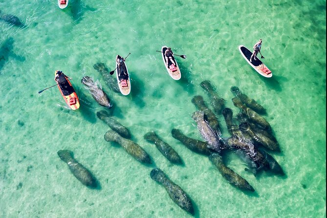 Dolphin, Manatee and Sea Turtle Adventure Tour - Cancellation Policy