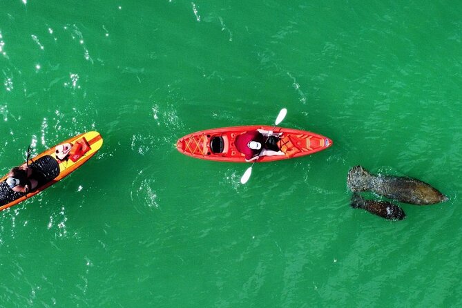 Dolphin, Manatee and Sea Turtle Adventure Tour - Review Summary
