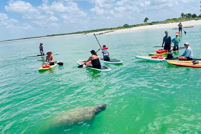 Dolphin, Manatee and Sea Turtle Adventure Tour - How to Book Your Adventure