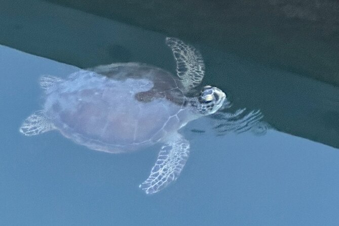 Dolphin, Manatee and Sea Turtle Adventure Tour of St. Augustine - What to Expect