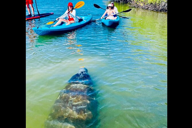 Dolphin, Manatee and Sea Turtle Kayak Adventure - Equipment and Safety Considerations