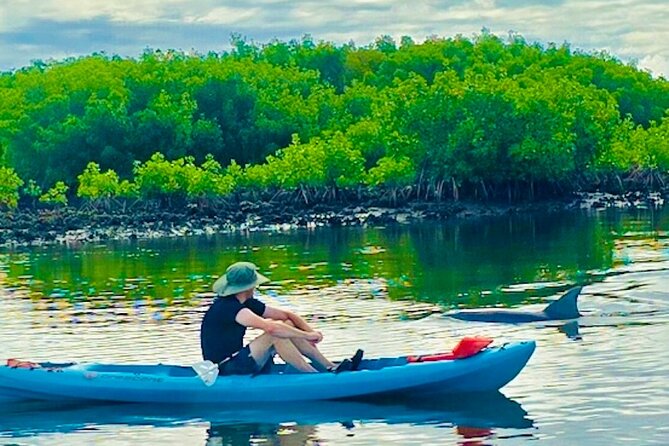 Dolphin, Manatee and Sea Turtle Kayak Adventure - Positive Customer Reviews