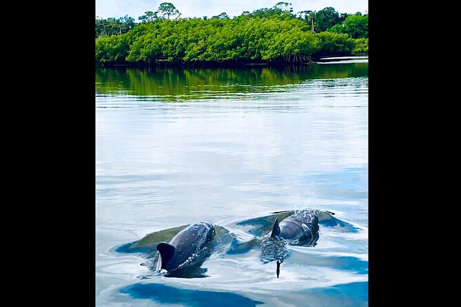 Dolphin, Manatee and Sea Turtle Kayak Adventure - Recommendations for Participants