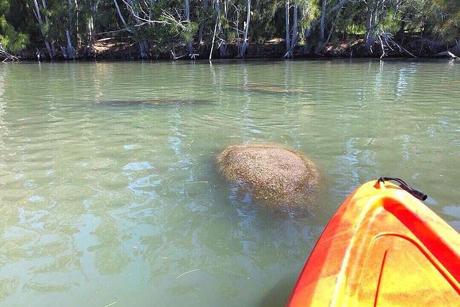 Dolphin & Manatee Kayaking Tour in Orlando Area - Wildlife Sightings