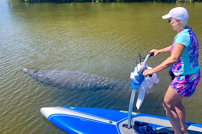 Dolphin & Manatee Watching Stand Up Pedalboarding Tour - Included Equipment and Gear