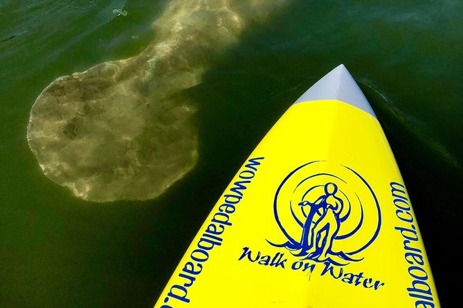 Dolphin & Manatee Watching Stand Up Pedalboarding Tour - Exclusions and Additional Costs