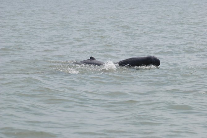 Dolphin Mangrove Cruise - Key Points