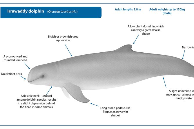 Dolphin Mangrove Cruise - Transportation and Meals