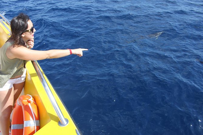 Dolphin Mini Cruise at Playa Del Carmen - Family-Friendly Excursion