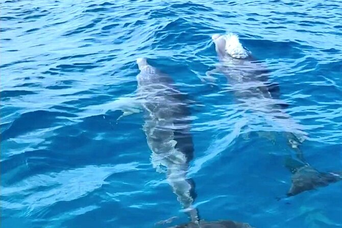Dolphin Museum and Wild Dolphins Land and Sea Adventure - Tour Overview