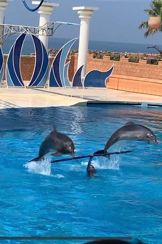 Dolphin Park Entry With Live Show and Pickup - Key Points
