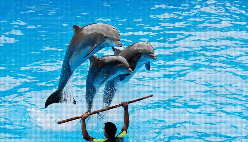 Dolphin Park Entry With Live Show and Pickup - Experience Overview