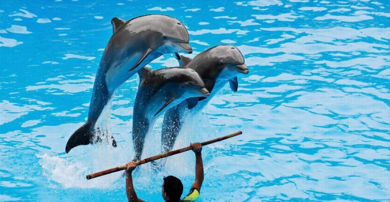Dolphin Park Entry With Live Show and Pickup - Transportation and Accessibility