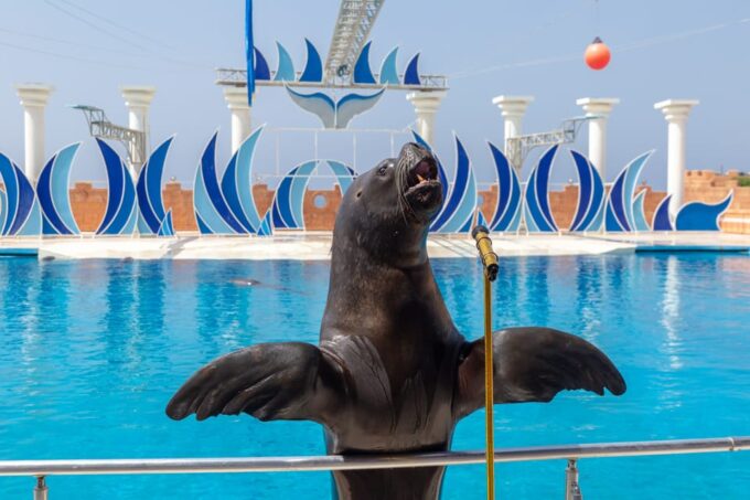 Dolphin Park Entry With Live Show and Pickup - Show Schedule and Duration