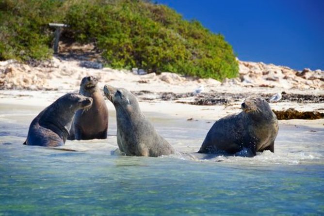 Dolphin, Penguin and Sea Lion Cruise - Inclusions and Duration