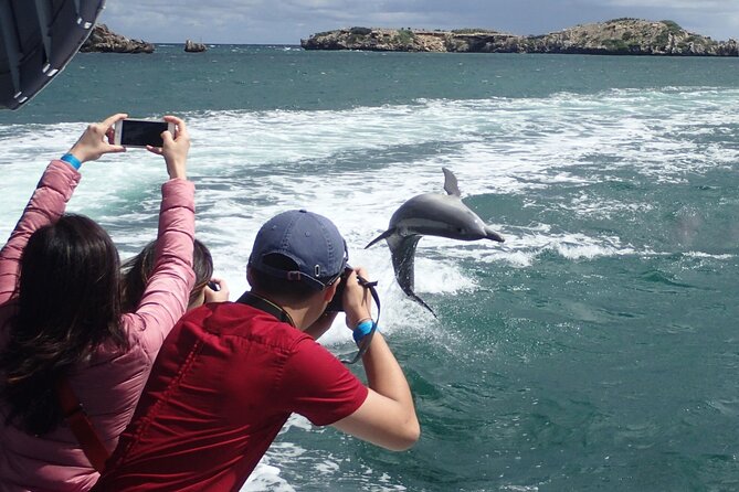 Dolphin, Penguin and Sea Lion Cruise - Disappointments and Concerns