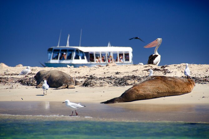 Dolphin, Penguin and Sea Lion Cruise - Wildlife Viewing Opportunities