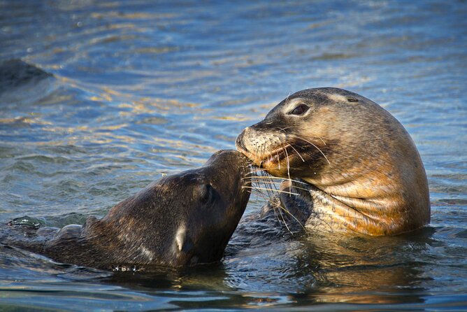 Dolphin, Penguin and Sea Lion Cruise - Photographic Experiences