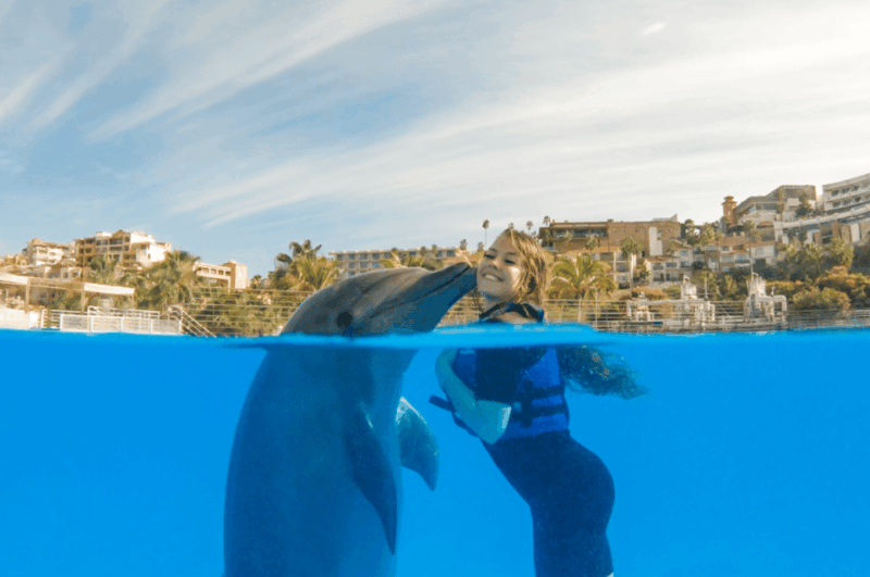 Dolphin Premium Swim: Interactive Adventure - Key Points