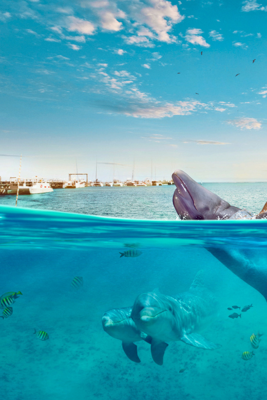 Dolphin Royal Swim VIP in Isla Mujeres - Activities and Experiences