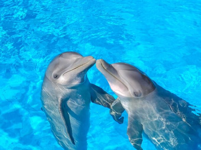 Dolphin Royal Swim VIP in Isla Mujeres - Customer Reviews