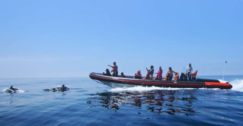 Dolphin Safari and Cave Tour in Vilamoura - Exploring Dolphins in Their Natural Habitat