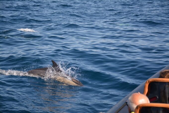 Dolphin Safari and Cave Tour in Vilamoura - Accessibility and Language Options