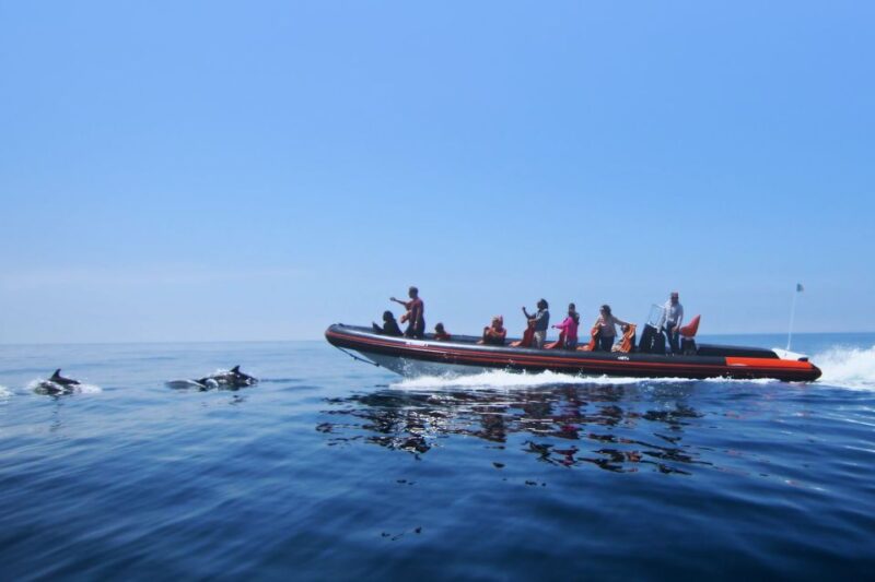 Dolphin Safari and Cave Tour in Vilamoura - Key Points