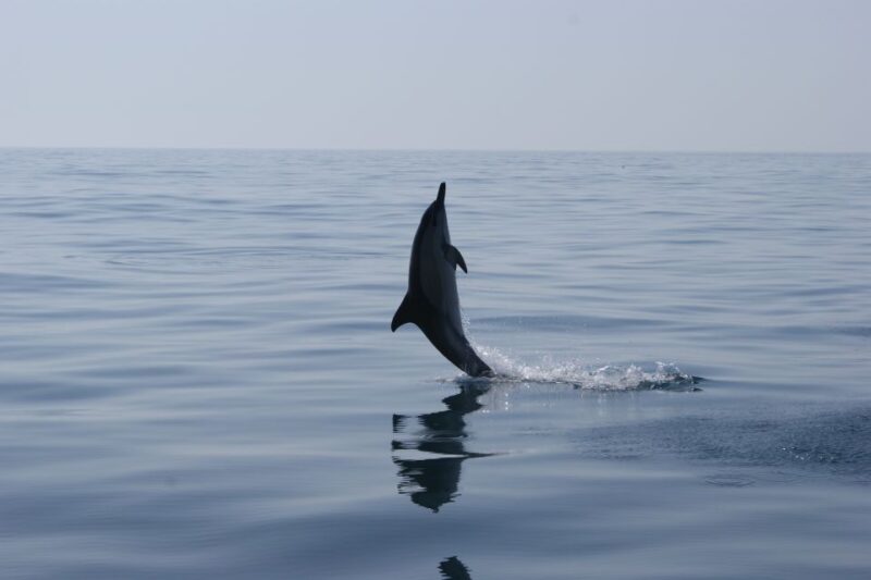 Dolphin Safari and Cave Tour in Vilamoura - Exploring Dolphins in Their Natural Habitat
