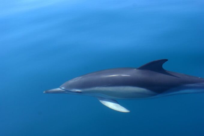 Dolphin Safari and Cave Tour in Vilamoura - Customer Ratings and Feedback