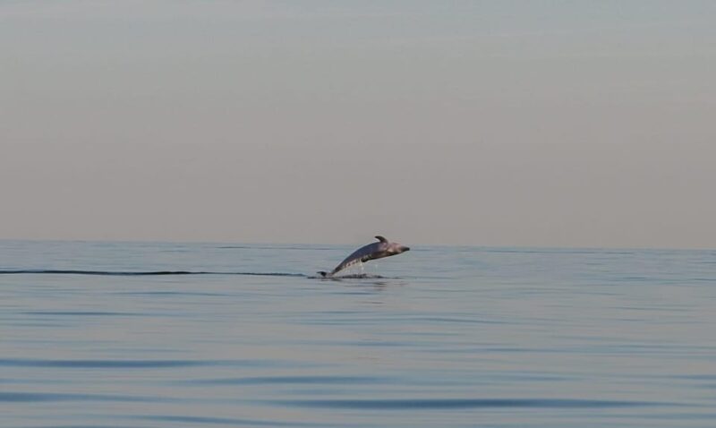 Dolphin Safari Every Evening - Customer Feedback