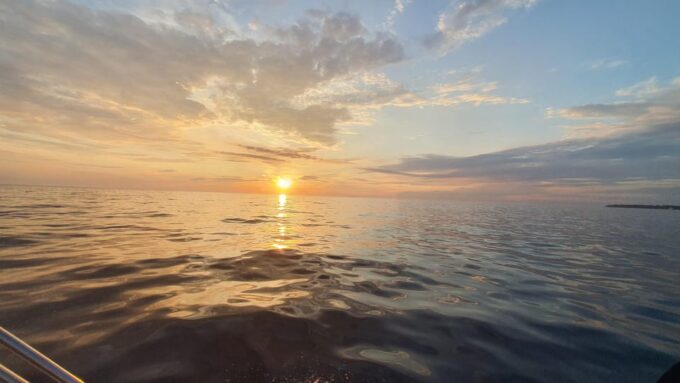 Dolphin Safari Every Evening - Availability and Cancellation